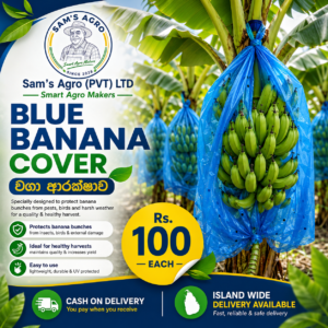 Sams 10 Blue Banana Cover